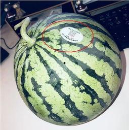 群里吃瓜网红,揭秘网络红人的幕后故事 第1张 群里吃瓜网红,揭秘网络红人的幕后故事 第1张